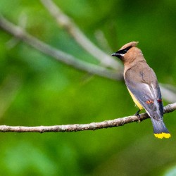Cedar Waxwing