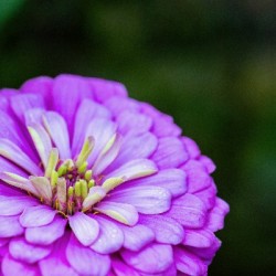 Glistening Purple Zinnia 