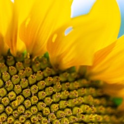 SunFlower Close Up
