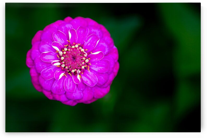 Purple Zinnia by Pisarek Photography