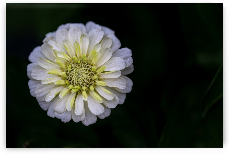 White Zinnia by Pisarek Photography