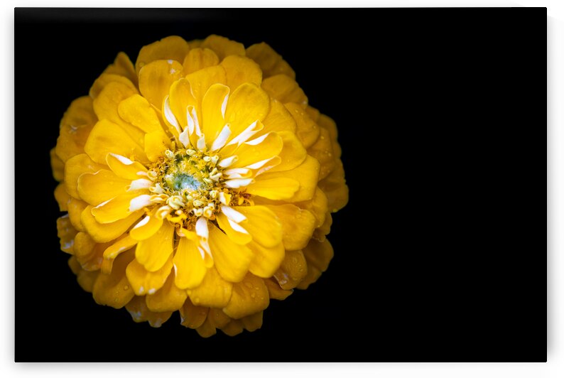Yellow Zinnia by Pisarek Photography