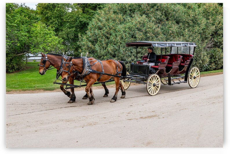 A Pair of Horses pulling a Carriage by Pisarek Photography