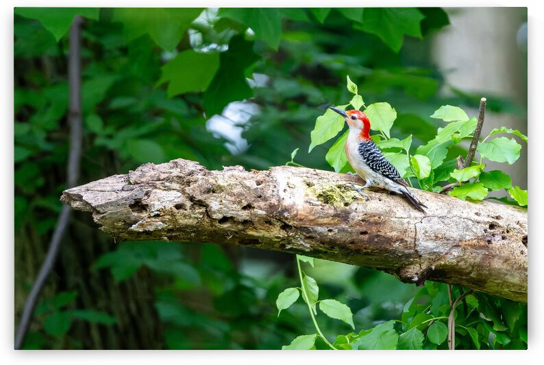Red Bellied Wood Pecker by Pisarek Photography