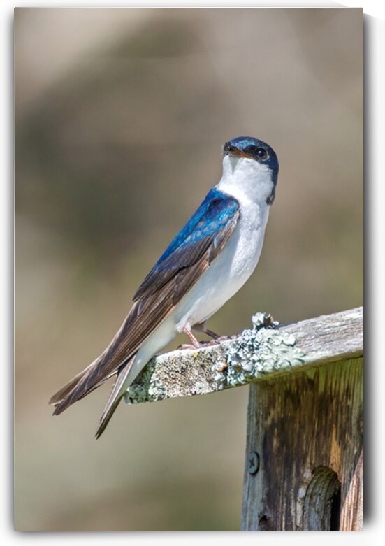A Tree Swallow Enjoys a Sunny Day.  by Pisarek Photography
