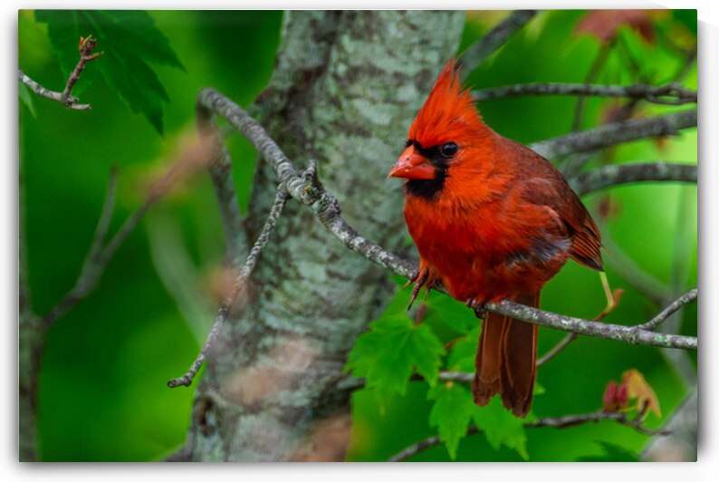 Northern Cardinal  by Pisarek Photography