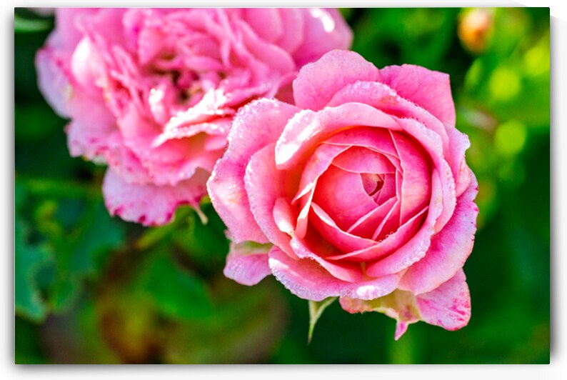 Pink by Pisarek Photography