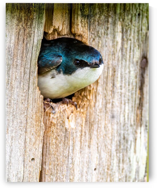 Hello There by Pisarek Photography