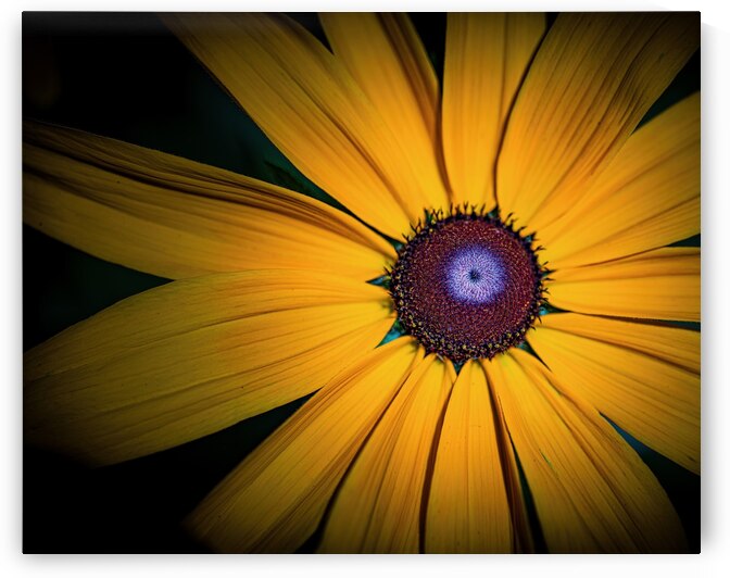 Yellow Daisy by Pisarek Photography