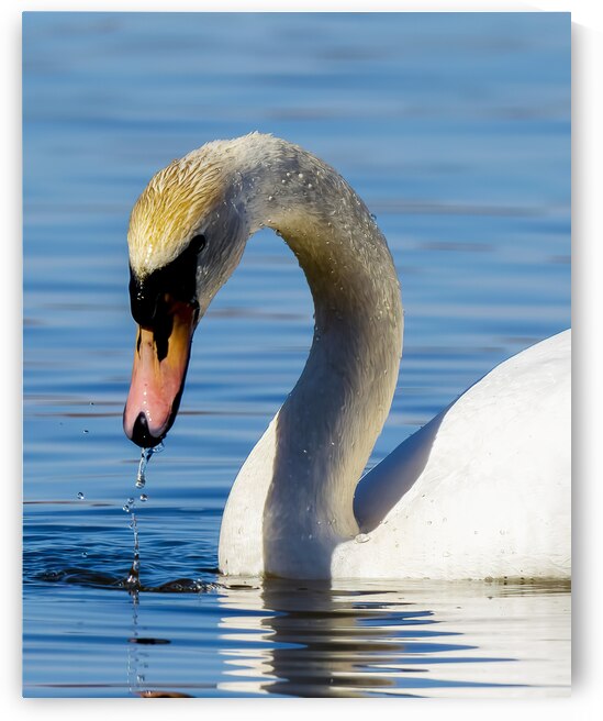 Swan on a Lake by Pisarek Photography