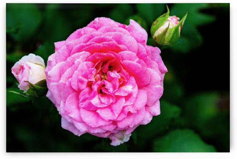 Rose with Morning Dew by Pisarek Photography