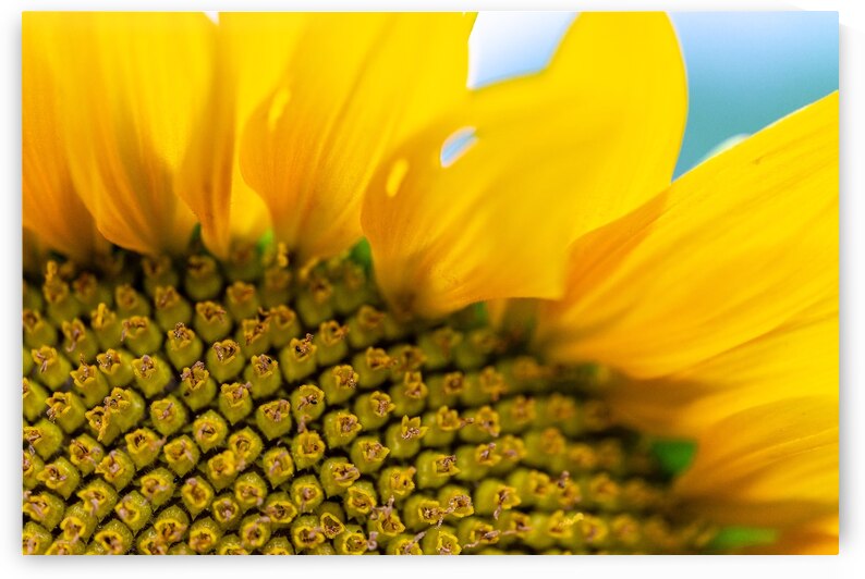 SunFlower Close Up by Pisarek Photography