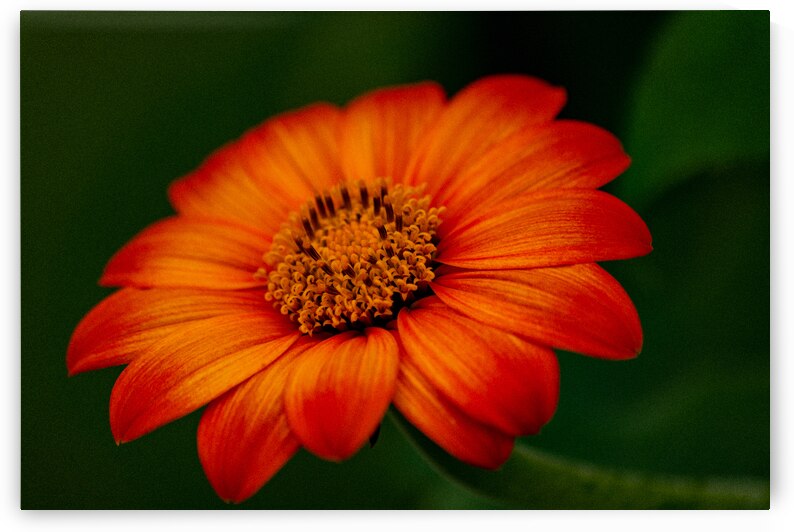 Orange Sunflower  by Pisarek Photography