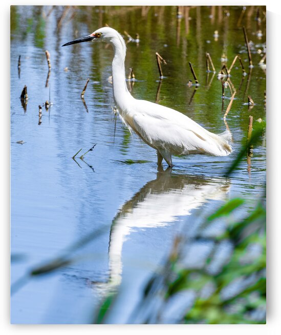 Snowy Egret Wading near the Shoreline of a Lake by Pisarek Photography