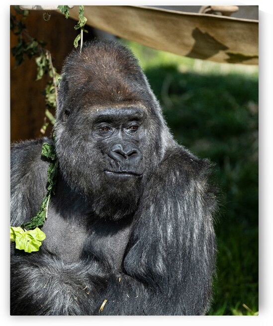 Gorilla Deep in Thought by Pisarek Photography