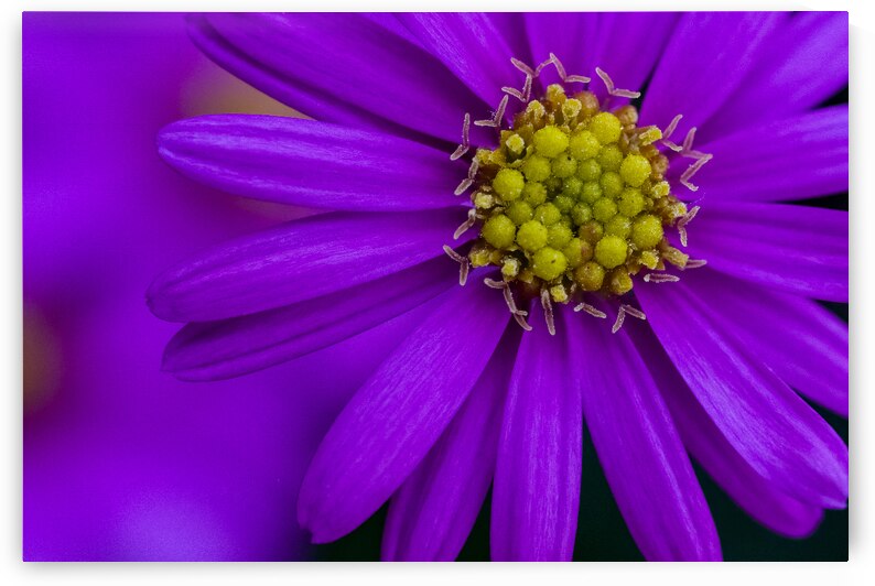 Purple Aster by Pisarek Photography