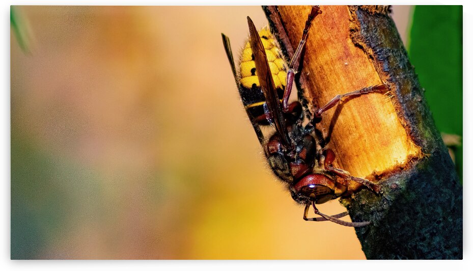 Hornet Collecting Bark for a Nest by Pisarek Photography