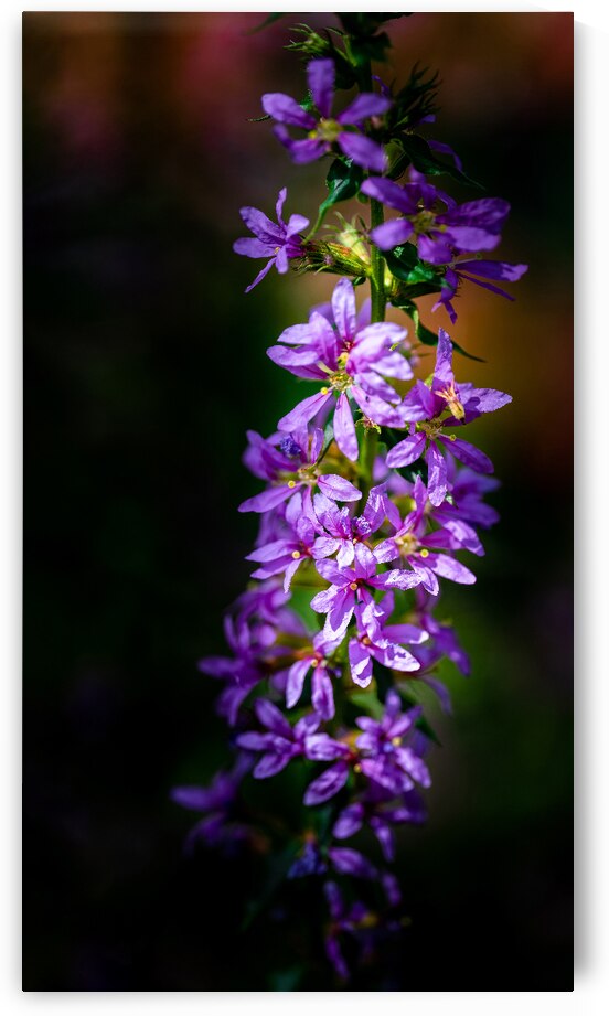 Purple Loosestrife by Pisarek Photography