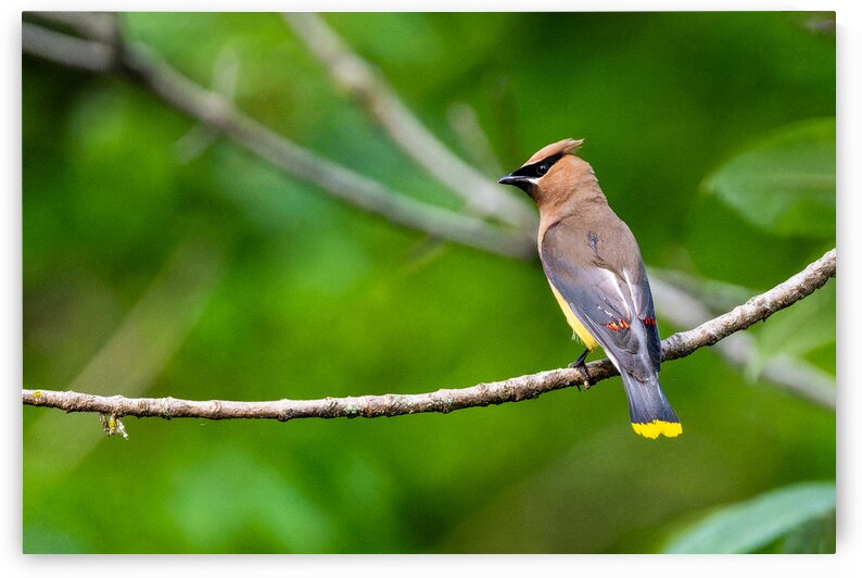 Cedar Waxwing by Pisarek Photography