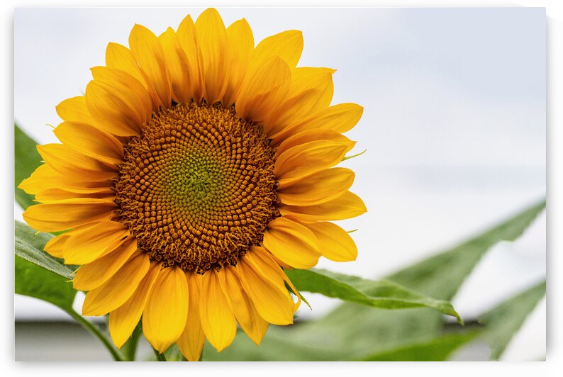 Sun Flower by Pisarek Photography