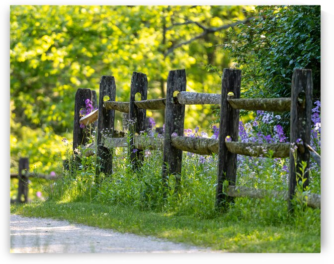 Fence and Flowers by Pisarek Photography