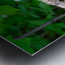 Red Belly Wood Pecker Metal print