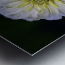 White Zinnia Metal print