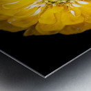 Yellow Zinnia Metal print