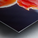 Scarlet Ibis Metal print