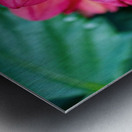 Dark Pink Dahlia Metal print