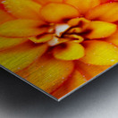 Orange and Yellow Zinnia Metal print