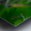 Northern Cardinal  Metal print