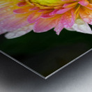 Dahlia and Raindrops Metal print