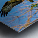 An Osprey Soars Metal print