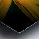 Yellow Daisy Metal print