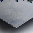 US Navy Blue Angels - Double Farvel Formation Metal print