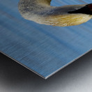 Swan on a Lake Metal print