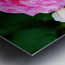 Rose with Morning Dew Metal print