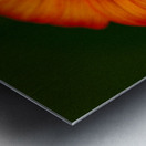 Orange Sunflower  Metal print