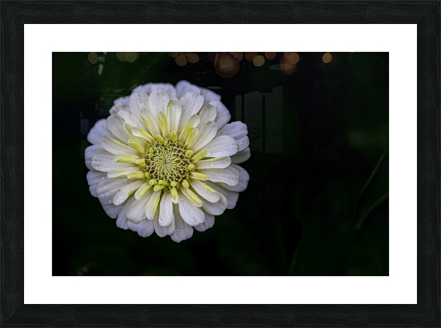 White Zinnia Picture Frame print