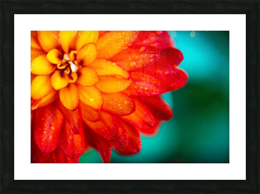 Orange and Yellow Zinnia Picture Frame print