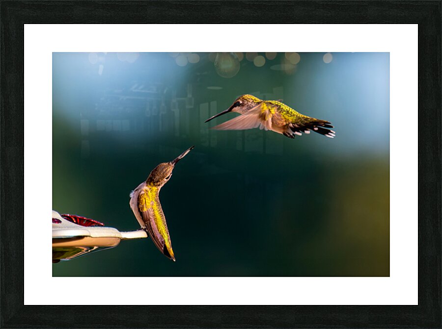 Hummingbirds Picture Frame print
