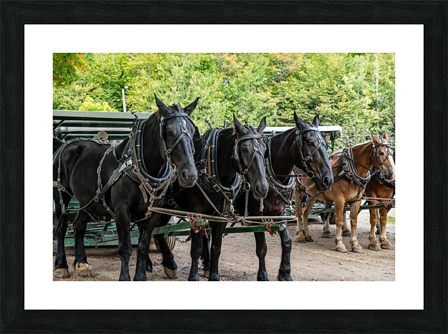Teams of Horses Picture Frame print