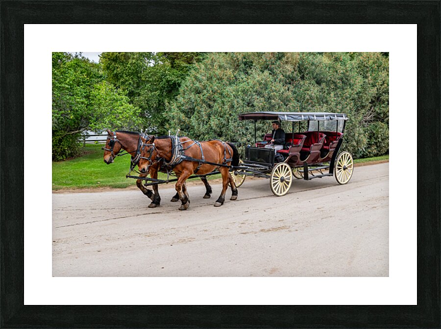 A Pair of Horses pulling a Carriage Picture Frame print