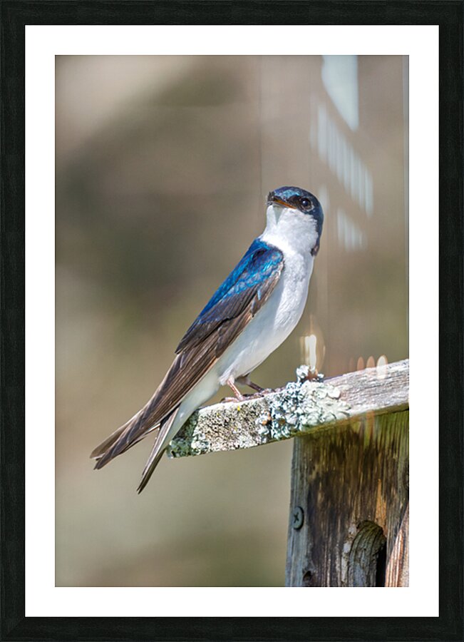 A Tree Swallow Enjoys a Sunny Day.  Picture Frame print
