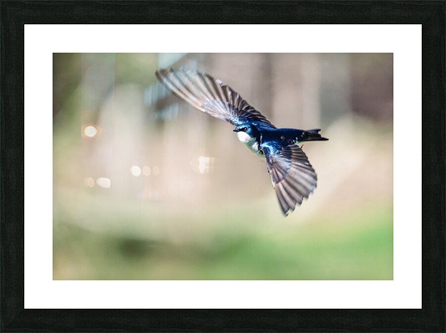A Tree Swallow in Flight Picture Frame print