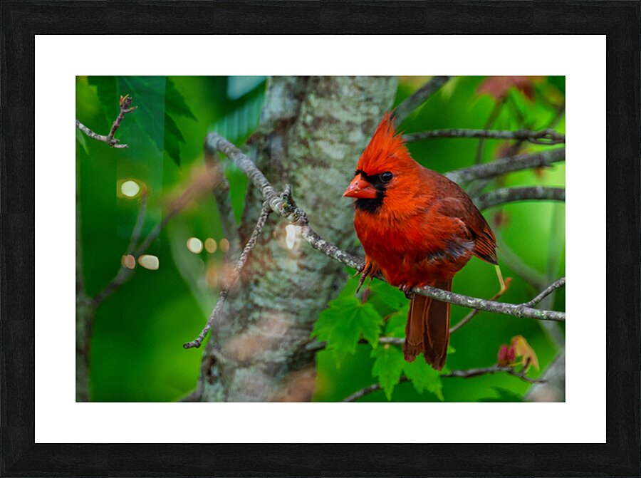 Northern Cardinal  Picture Frame print