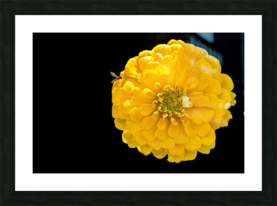 Yellow Zinnia and a Hoverfly Picture Frame print