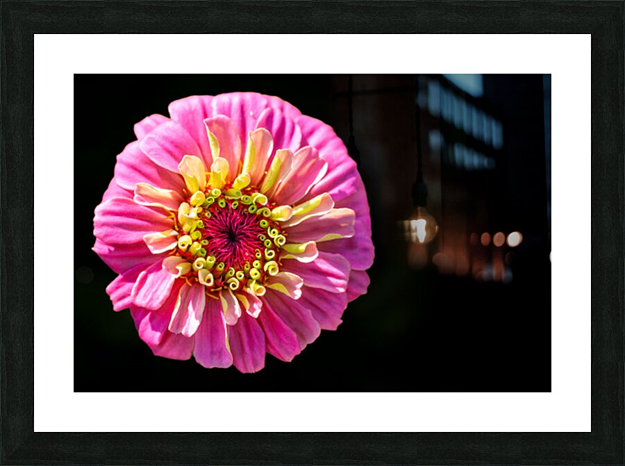 Pink and Yellow Zinnia Picture Frame print