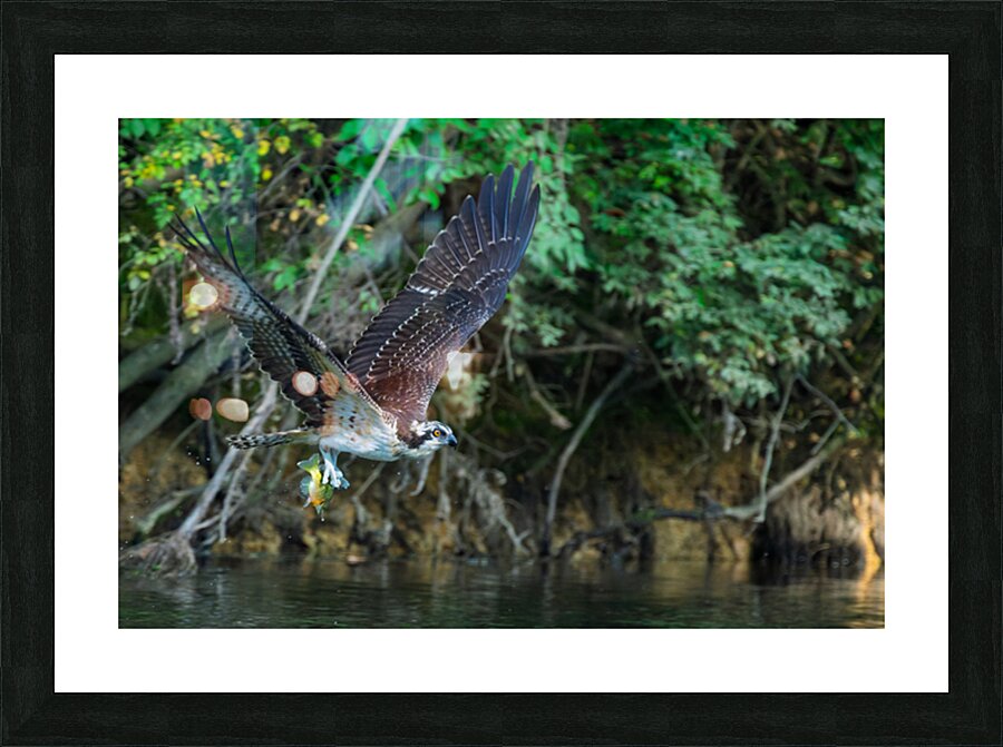 An Osprey picks up fresh fish for breakfast Picture Frame print